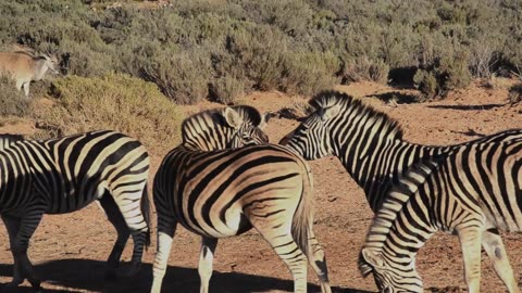 "Stripes of the Savannah: Graceful Zebra Herds in the Wild"