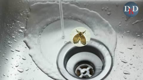Drain flies how to get rid of them | Drain Flies in bathroom #drainflies