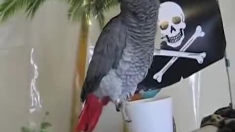 BIRD BRAIN - Funny Birds Smarter Than You Compilation