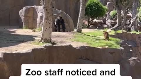 A stray dog found its way into the San Diego Zoo gorilla enclosure