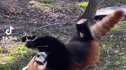 Red Panda playing alone