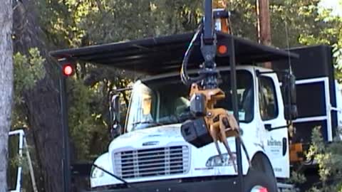 Tree Trimming