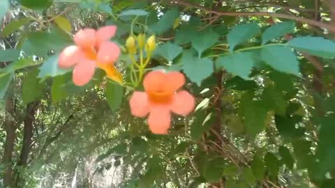 little flowers on the tree