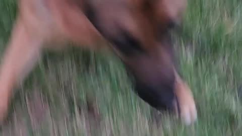 Duke doing a binky