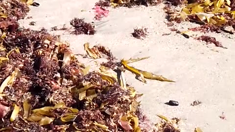 War On Seafood - Raided Invaded in Bay of Plenty