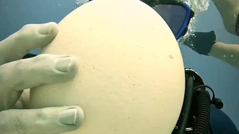 Diver Cracks Open Ostrich Egg Underwater
