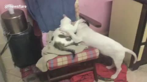 Blind cat and dog nuzzle each other at animal shelter