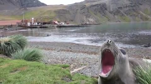 Screaming Seal!🤣