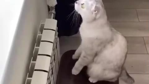 Balcony for a cat