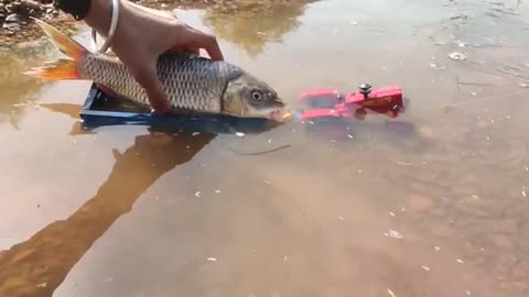 Amazing Hand Fishing Video . Pond Water