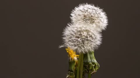 Dandelion, Seeds, Nature, Meadow, dandelion, seeds, pointed flower, close umbrella and open