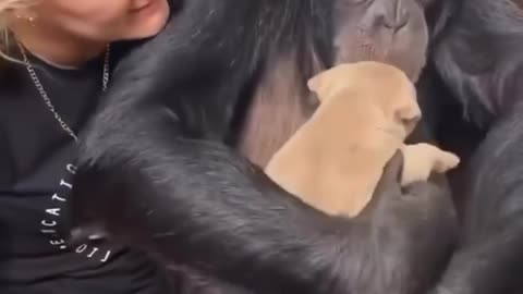 Monkey 🐵 snuggles Pup 🐕#monkey#puppy#dog