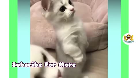 Cute Baby Kittens 💗 In The World Doing Funny Things 💗 Aww Baby Cats - #7 - Pets