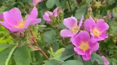 #shorts Beautiful pink wild #rose 🌸 #flower #wildrose #roses #shrubs #nature #garden #field #flowers