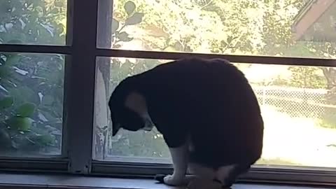 Cat Trying to Catch Tail Bonks Head