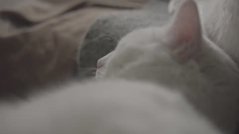 Sweet White Cat Sleeping Video 🐈💤