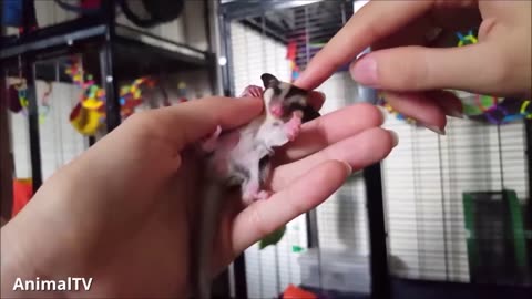 Glide into Cuteness! Funny & Cute Sugar Gliders Flying Compilation