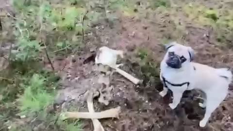 Little pug finds something scary in the woods