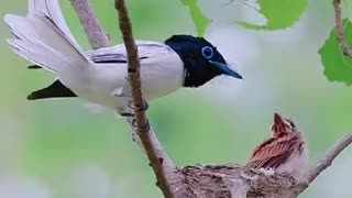 Exclusive First Look at bird eating #birding #birds