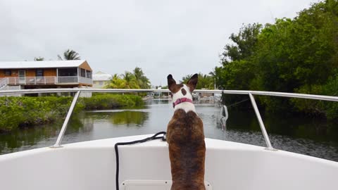 Dog on Boat 1#