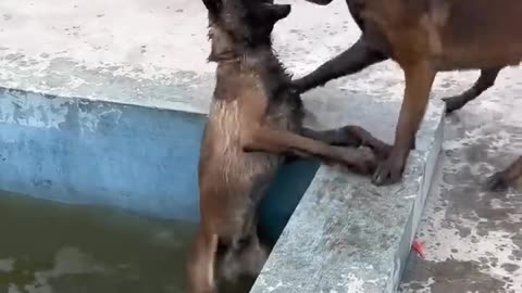 Smart dog saves best friend From Drowning