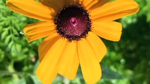 Black-eyed Susan