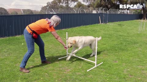 How to teach your dog to touch or target.