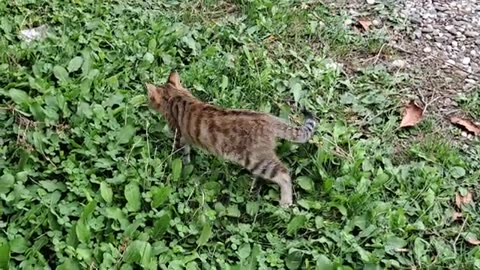 A cute kitten is looking for something. This kitten is so cute.