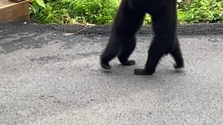 Black Bear Cubs Wrestle on Patio