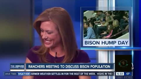 Hilarious News Anchor Can't Control Laughter During Bison Story