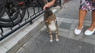 Cat sitting on the motorcycle came to me and asked me for food with its cute meow