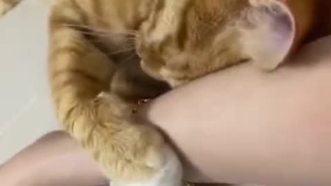 Cute cats video compilation 156