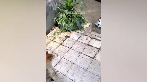 Very funny animals videos 🤣🤣🤣🤣🤣