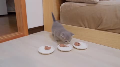 kitten who overslept at dinner and rushes out of the hole - 2024