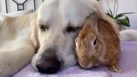 Golden Retriever Shows his Love for the Rabbit