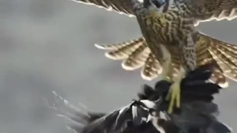 Shikari Eagle dangerous