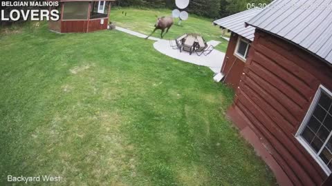 Belgian malinois being chased by a moose