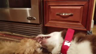 Husky bites tiny puppy