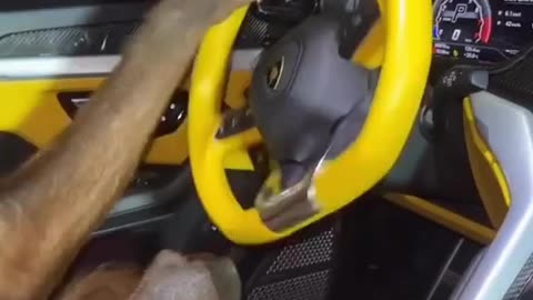 banana interior 🐒