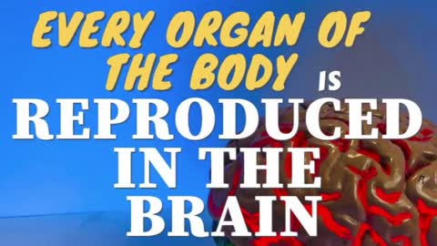 EVERY ORGAN OF THE BODY IS REPRODUCED