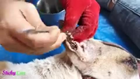 Removing All Ticks From Dog - Dog Ticks Removing clip