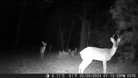 Deer Cam; Episode 1
