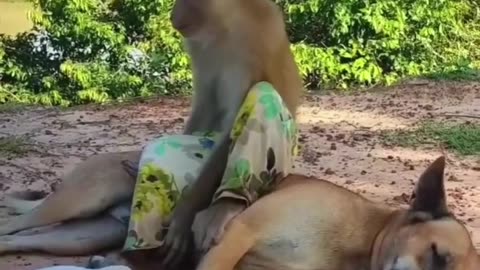 Funny Video Monkey & Dog