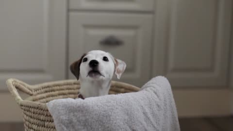 puppy jack russell terrier in a basket with linen