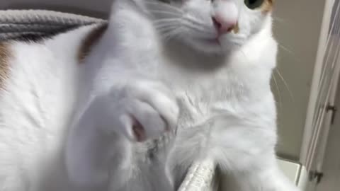 Amazing cat 🐈 trending video