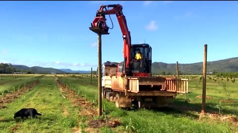 Australian Farmers Produce Thousands Of Tons Of Mangoes This Way - Australian Farming