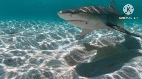 Shark |All kind of Shark |Great white shark