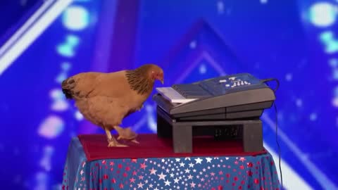 Funny Animals musician chicken