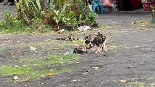 Bird Won't Leave Cat Alone