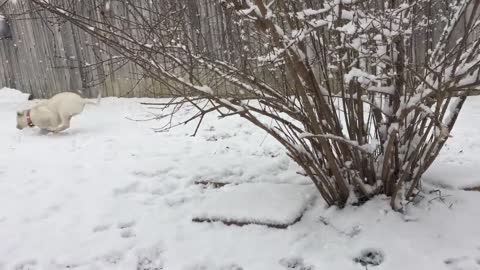 Mabel's First Snow